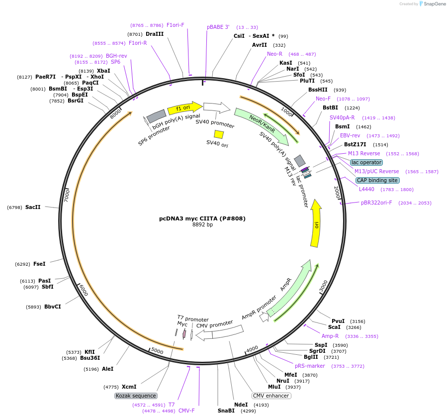 14650-plasmid-map-sequence-id-316905