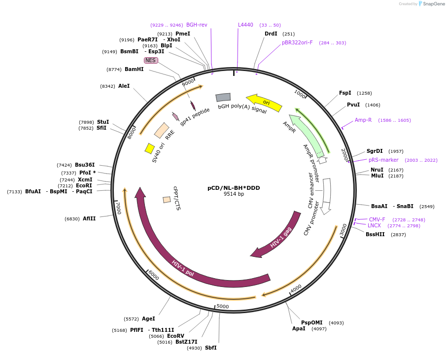 17531-plasmid-map-sequence-id-316912