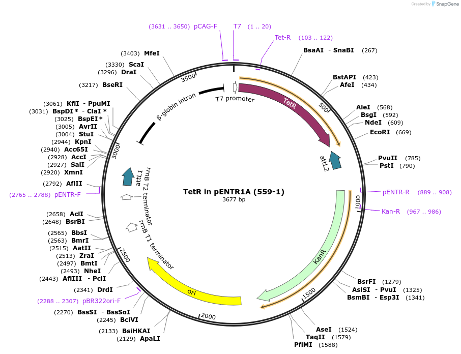 22265-plasmid-map-sequence-id-316914