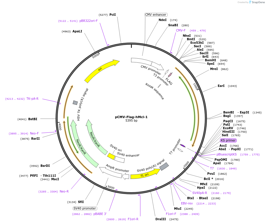 25392-plasmid-map-sequence-id-316915
