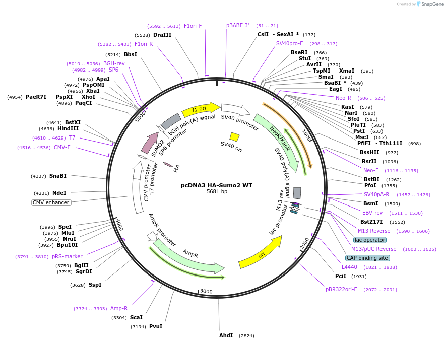 48967-plasmid-map-sequence-id-316920