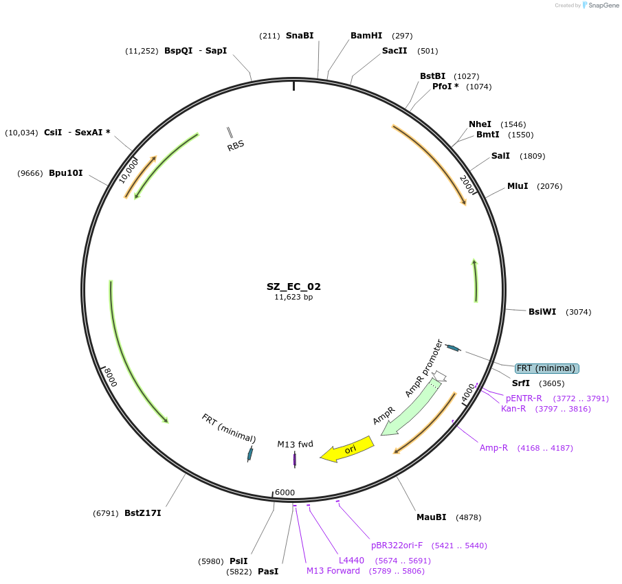 155341-plasmid-map-sequence-id-316921