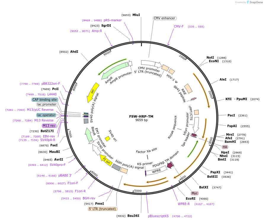 82540-plasmid-map-sequence-id-316922