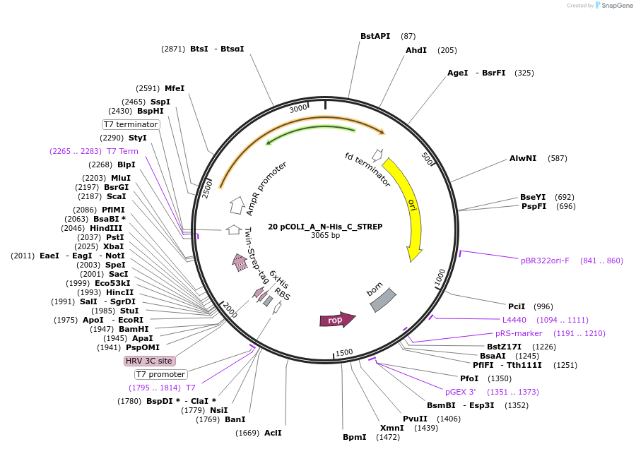 160162-plasmid-map-sequence-id-316926