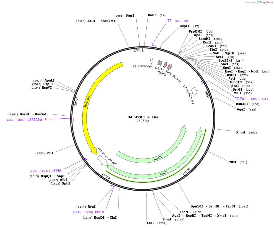 160177-plasmid-map-sequence-id-316929