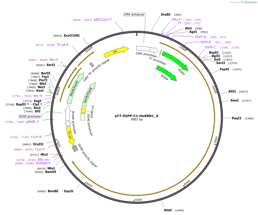 146784-plasmid-map-sequence-id-316931
