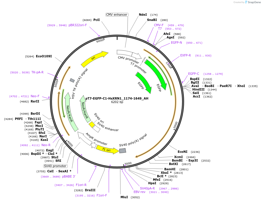 148903-plasmid-map-sequence-id-316935