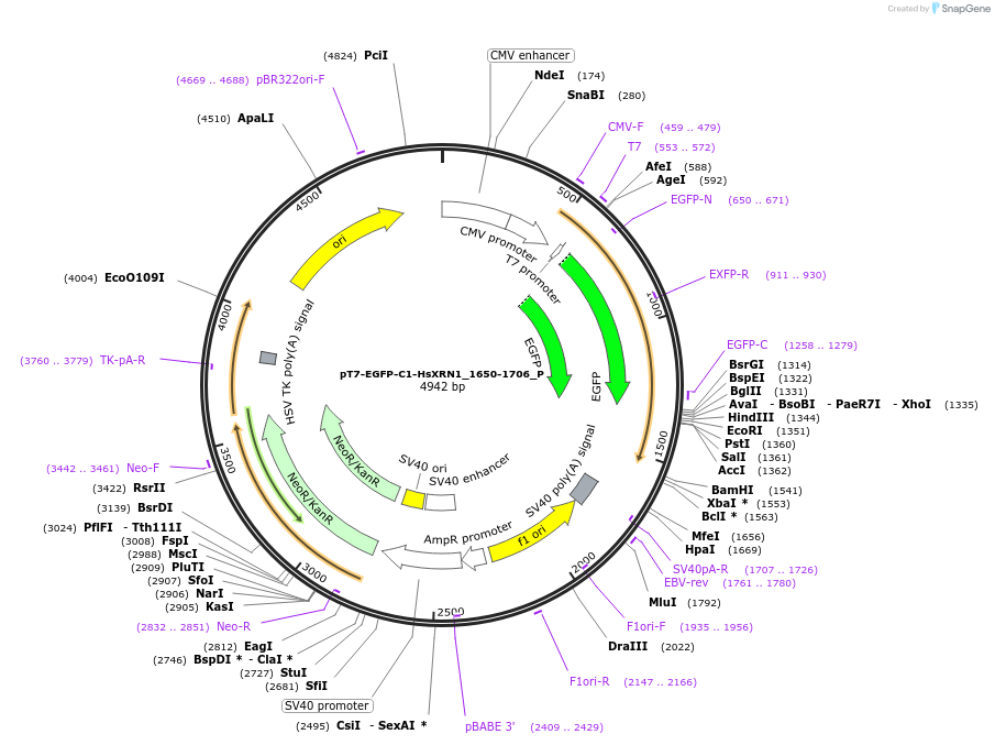 147250-plasmid-map-sequence-id-316937
