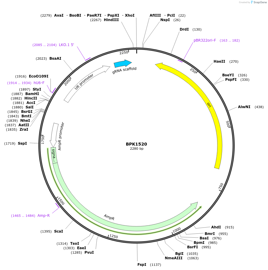 65777-plasmid-map-sequence-id-316938