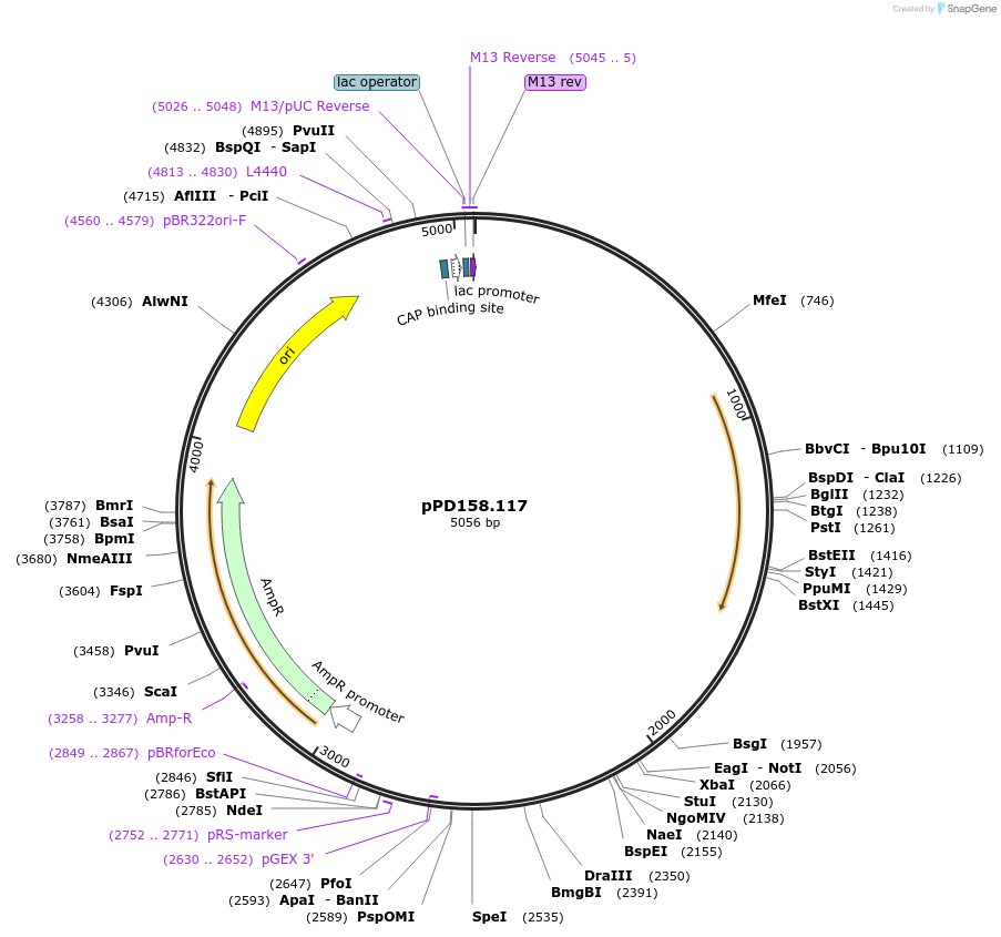 1711-plasmid-map-sequence-id-317