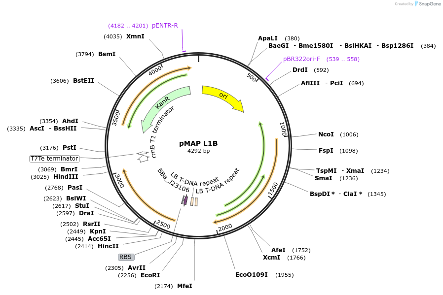 153344-plasmid-map-sequence-id-317038