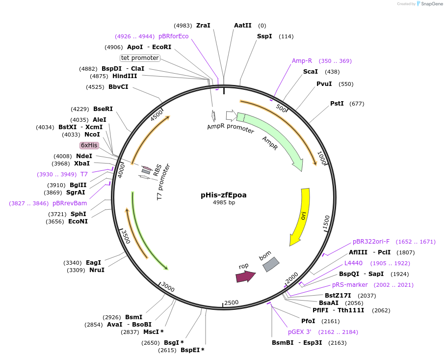 65611-plasmid-map-sequence-id-317040