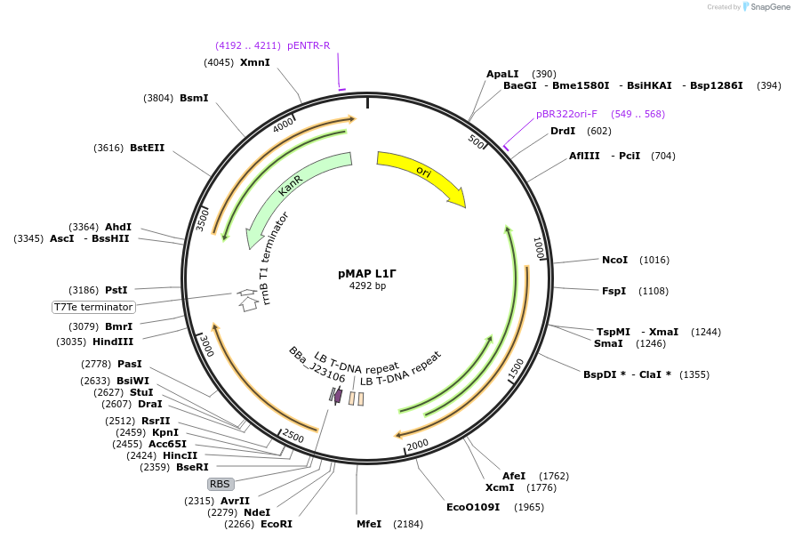 153345-plasmid-map-sequence-id-317041