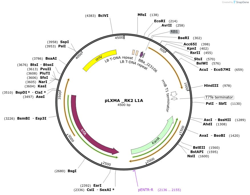 153348-plasmid-map-sequence-id-317042