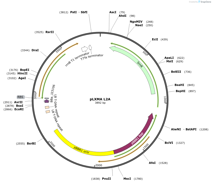 153360-plasmid-map-sequence-id-317043