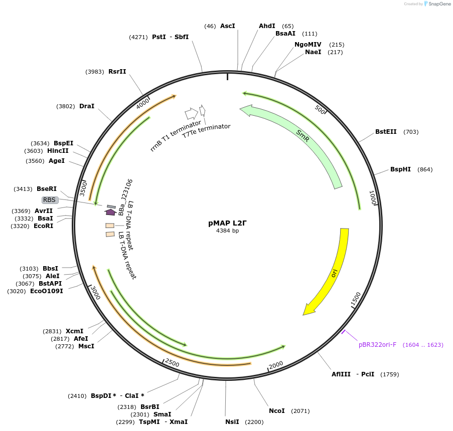 153358-plasmid-map-sequence-id-317048