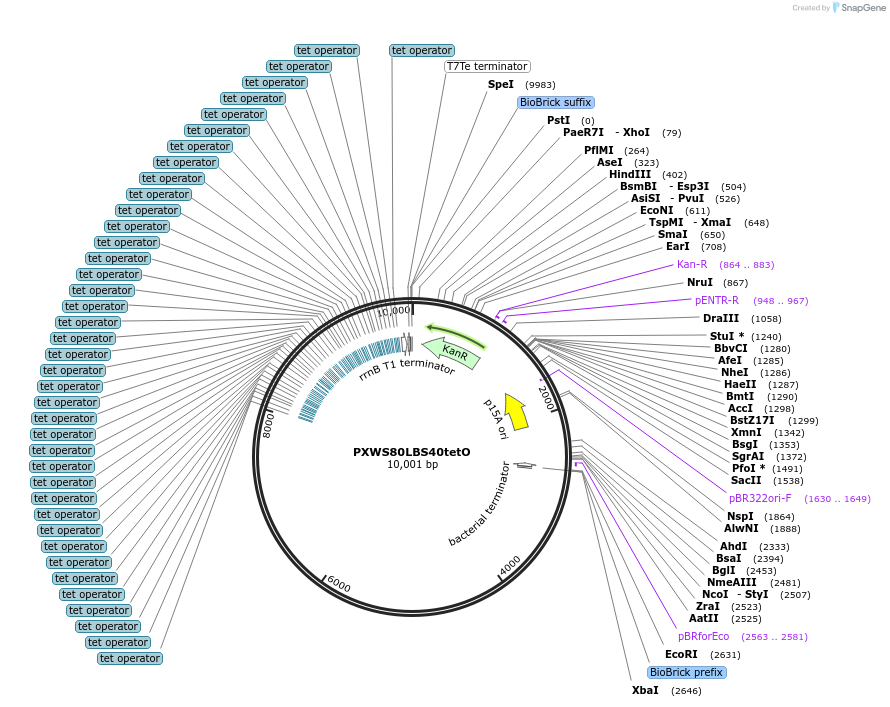 160845-plasmid-map-sequence-id-317053