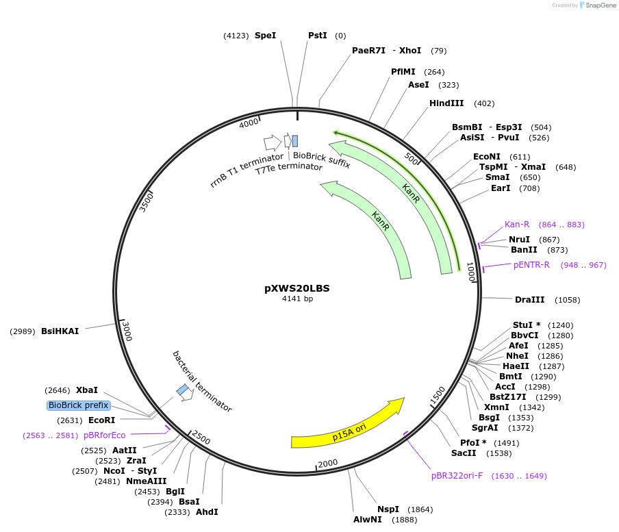 160838-plasmid-map-sequence-id-317054