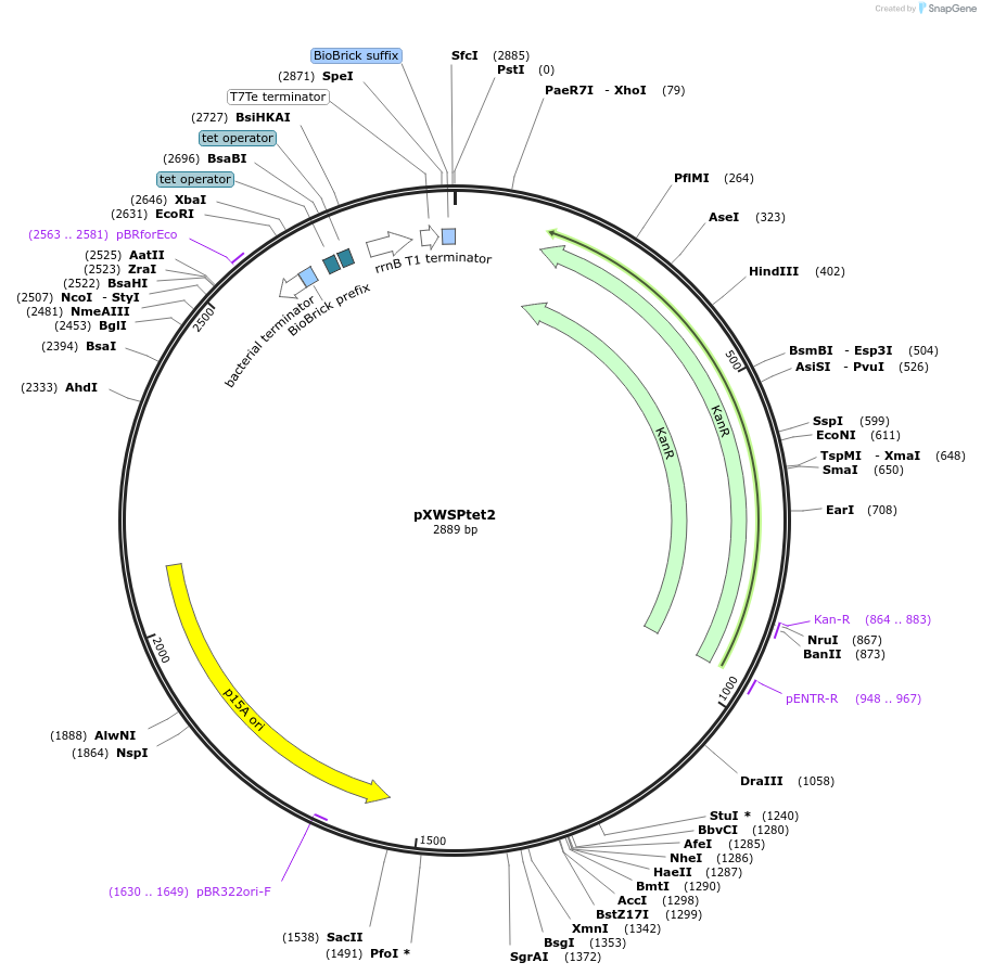160831-plasmid-map-sequence-id-317056
