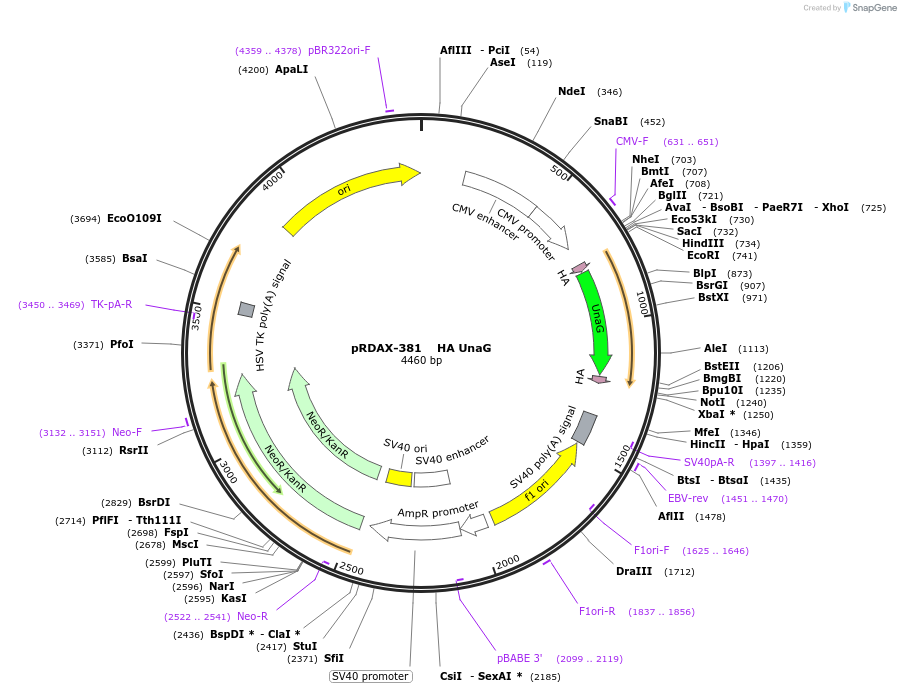 130132-plasmid-map-sequence-id-317061