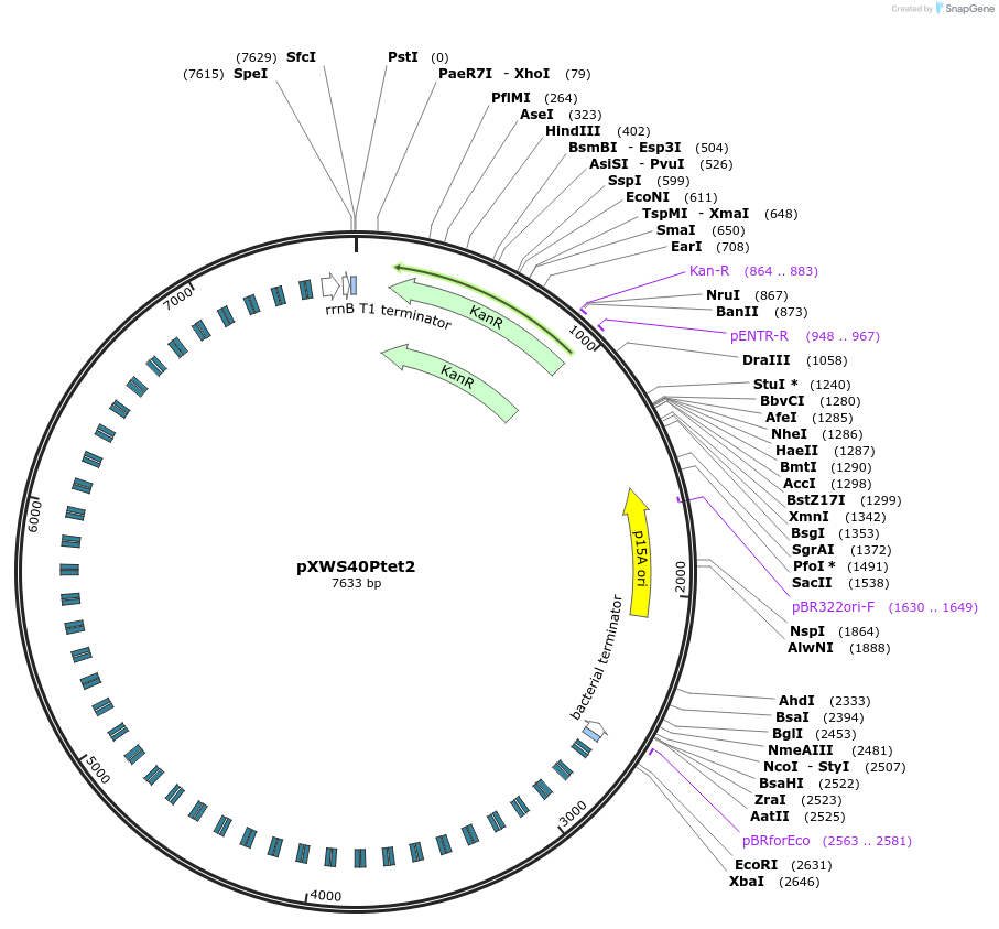 160835-plasmid-map-sequence-id-317066