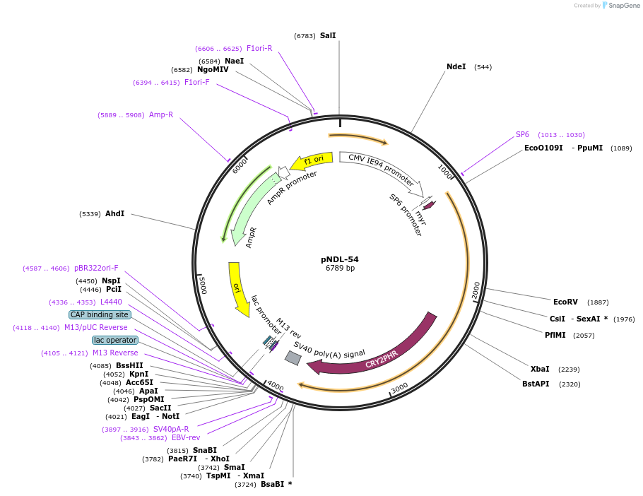 161715-plasmid-map-sequence-id-317070
