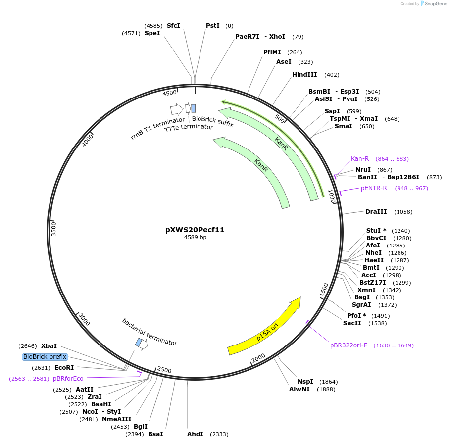 160843-plasmid-map-sequence-id-317074