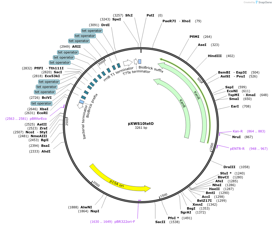 160825-plasmid-map-sequence-id-317090