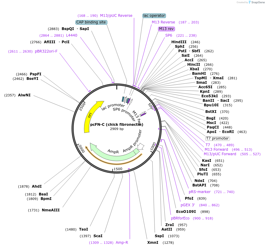 14063-plasmid-map-sequence-id-317091