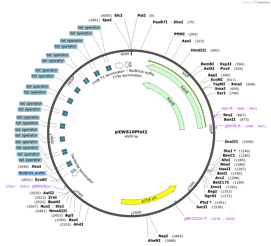 160833-plasmid-map-sequence-id-317096