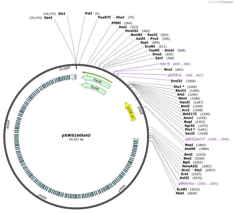 160829-plasmid-map-sequence-id-317099
