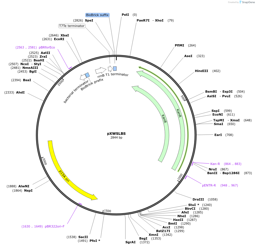 160836-plasmid-map-sequence-id-317102