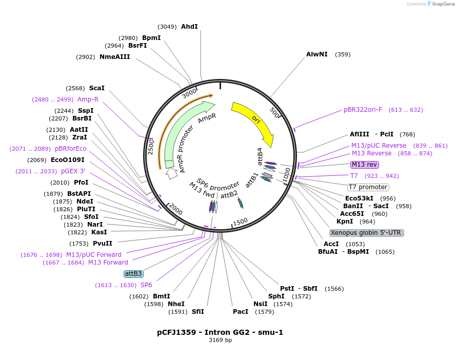 159805-plasmid-map-sequence-id-317103
