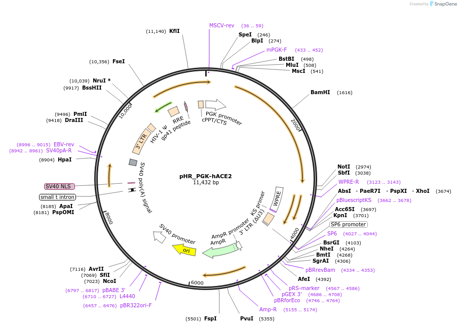 161612-plasmid-map-sequence-id-317104