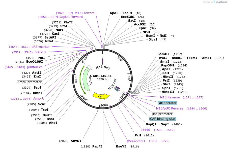 158620-plasmid-map-sequence-id-317141