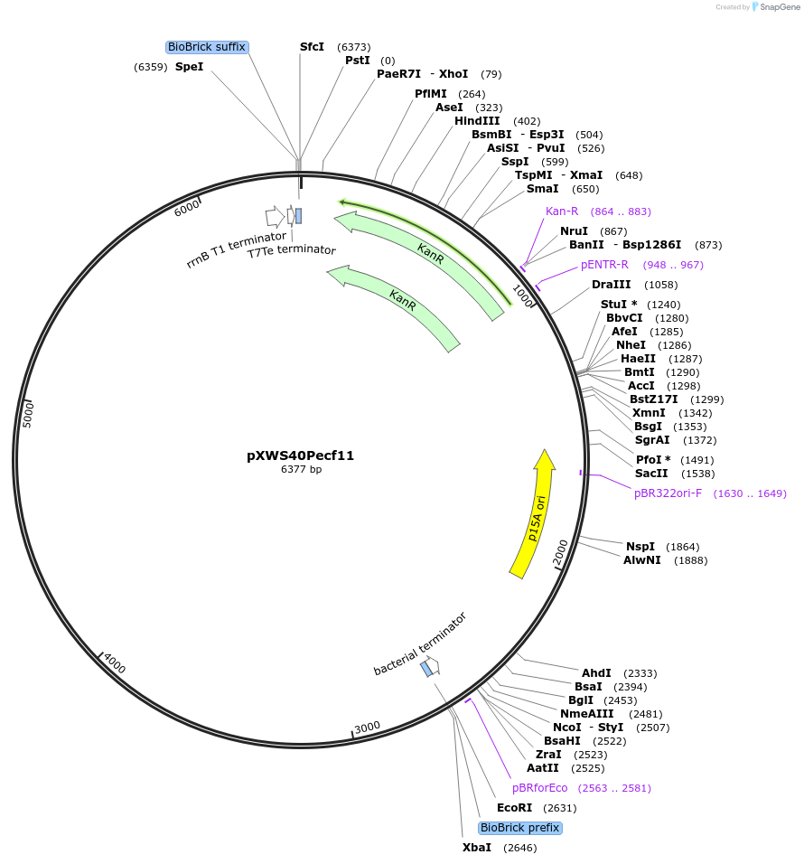 160844-plasmid-map-sequence-id-317144