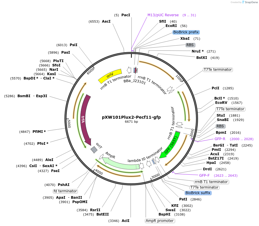 160823-plasmid-map-sequence-id-317145