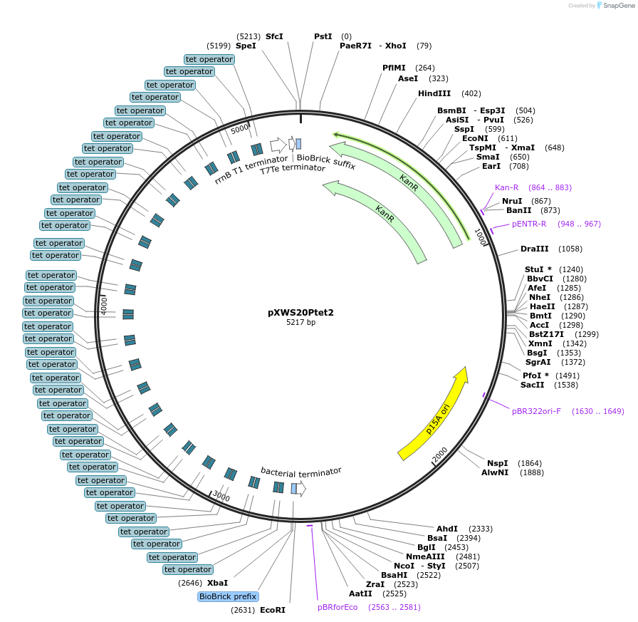 160834-plasmid-map-sequence-id-317146