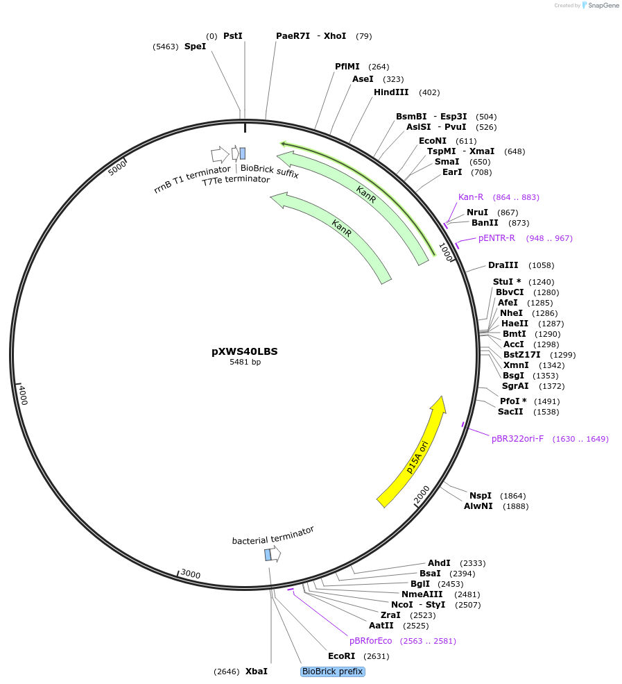 160839-plasmid-map-sequence-id-317147