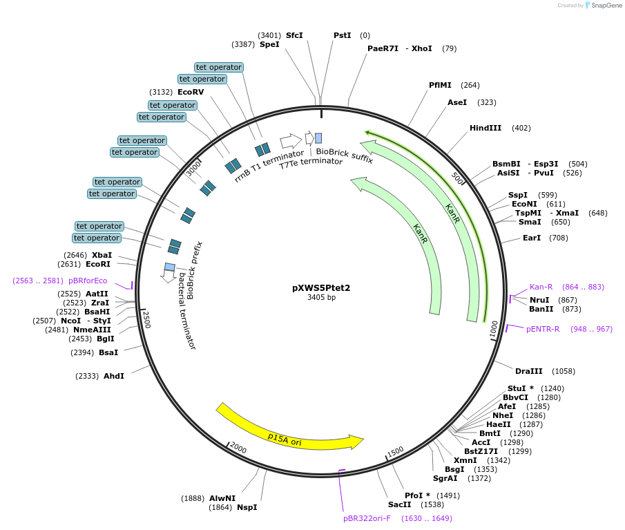 160832-plasmid-map-sequence-id-317150