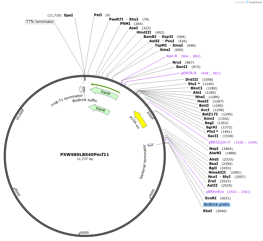 160848-plasmid-map-sequence-id-317152