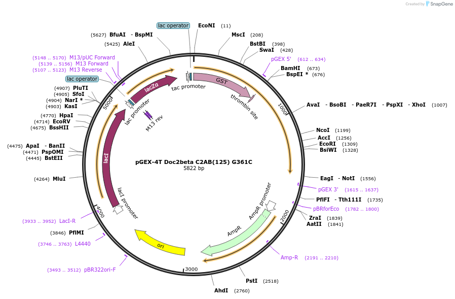 134694-plasmid-map-sequence-id-317156
