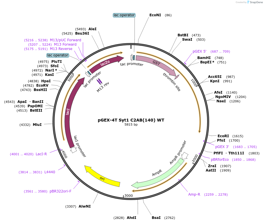 134695-plasmid-map-sequence-id-317162