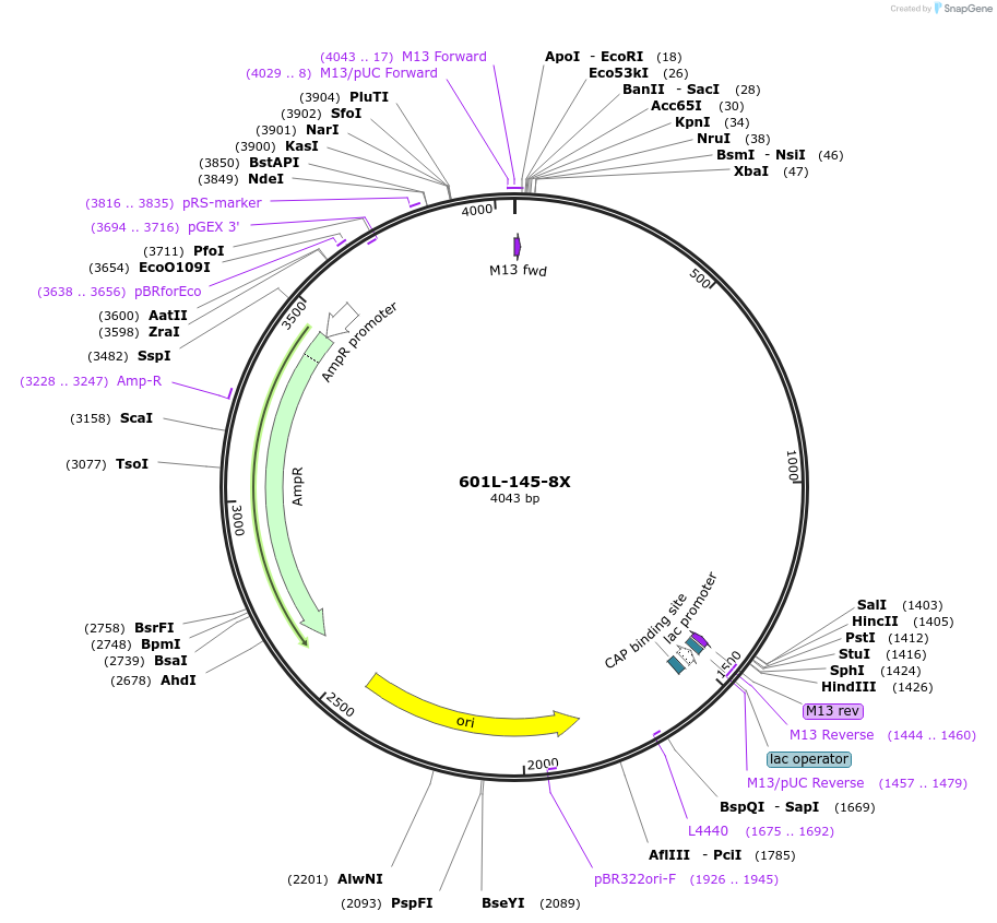 158572-plasmid-map-sequence-id-317173