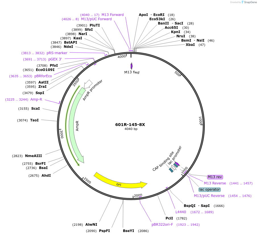 158573-plasmid-map-sequence-id-317181