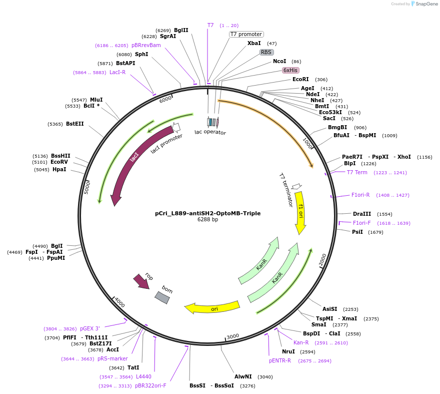 159937-plasmid-map-sequence-id-317187