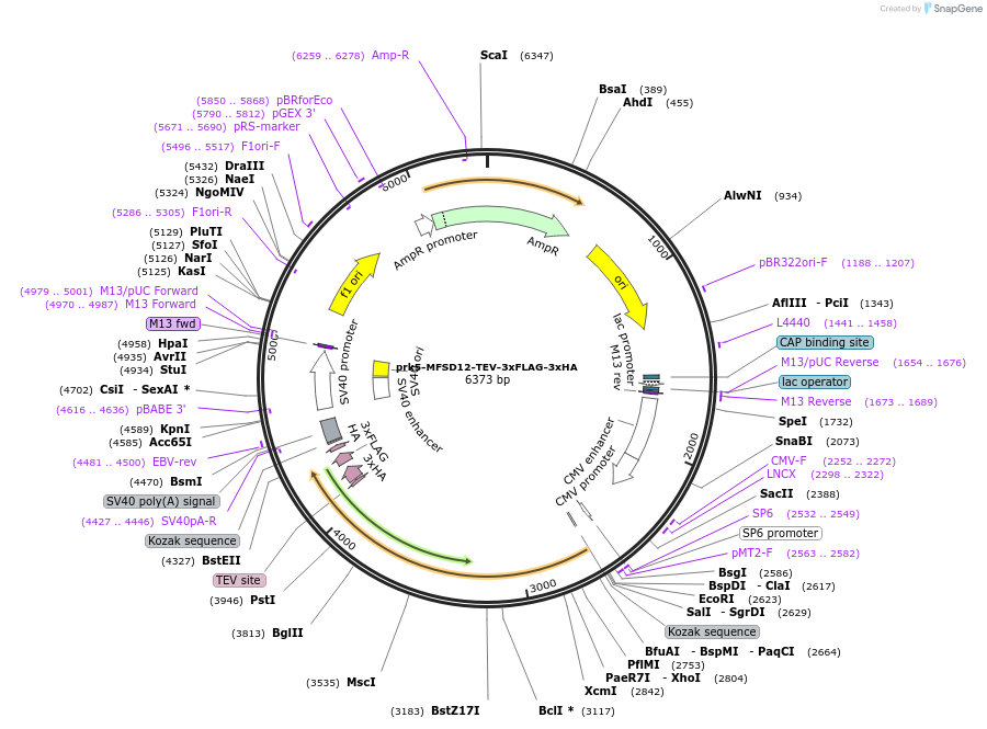 149504-plasmid-map-sequence-id-317189