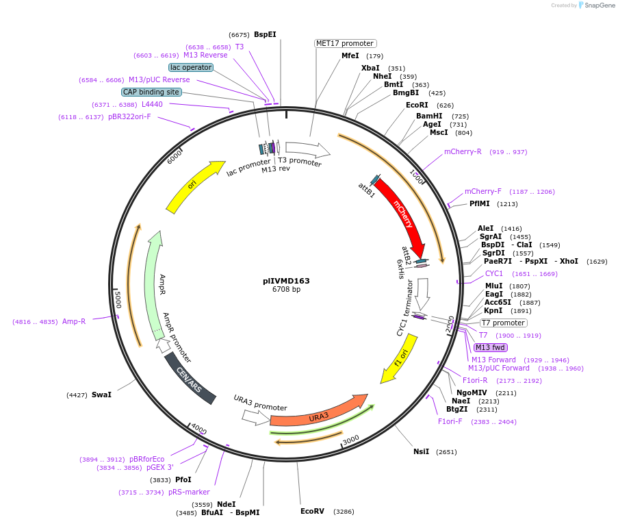 160935-plasmid-map-sequence-id-317191