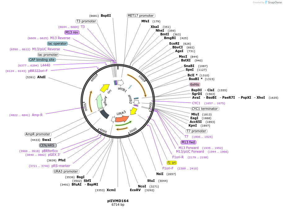160936-plasmid-map-sequence-id-317194
