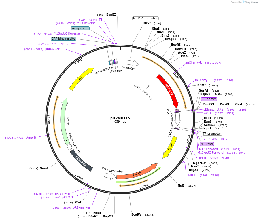 160937-plasmid-map-sequence-id-317197